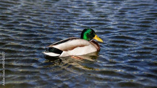 Fototapeta A single duck swims in a pond 