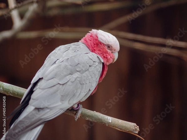 Fototapeta A galah cockatoo perches on a branch, its pink and gray feathers vibrant against a blurred, earthy background, capturing a serene moment in a natural zoo enclosure.