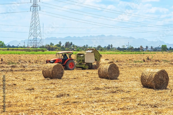 Obraz View of dried sugarcane leaves rolled into circular motion after harvesting sugar cane. Farmers collect dried sugarcane leaves and roll them in circles. Dry sugarcane leaves roll in sugarcane field.