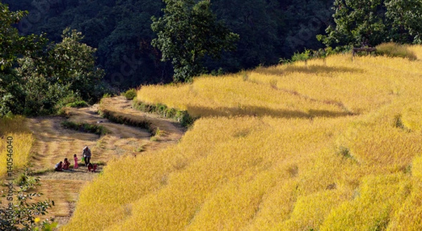 Fototapeta The harvest in the Himalayas - Nepal