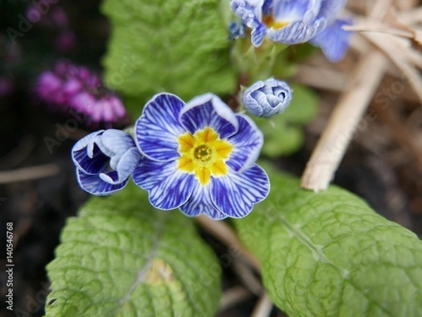 Fototapeta Primevère bleue