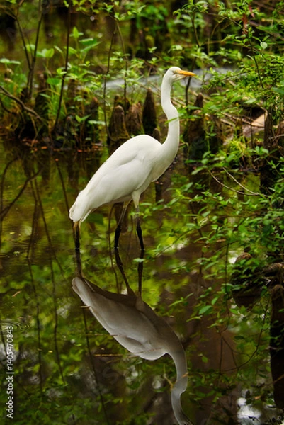 Obraz A great egret in a low country swamp with reflections.