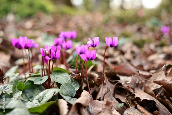 Obraz ピンク色の小さな花　原種シクラメン