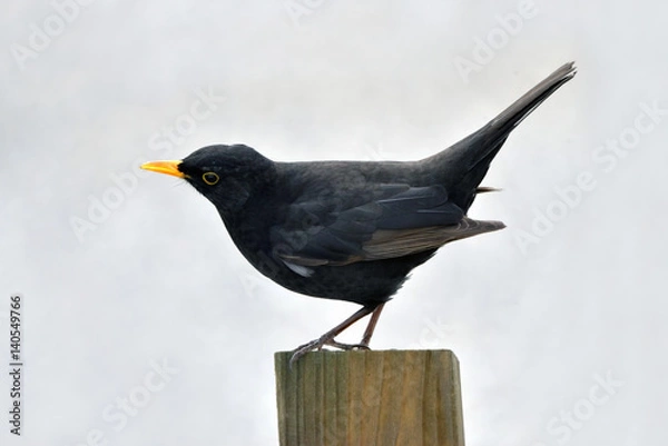 Obraz Amsel auf Zaunlatte