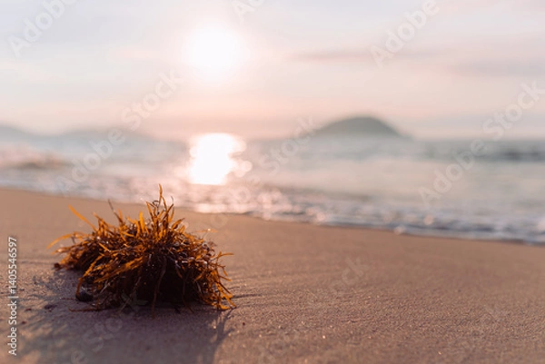 Obraz 砂浜に打ち上げられた海藻