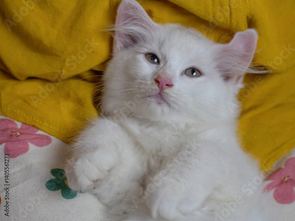 Fototapeta White kitten is playing with its cuteness