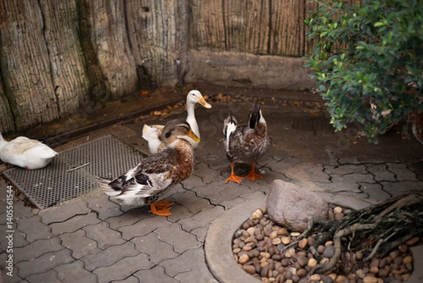 Fototapeta A flock of brown ducks is walking together on a brick paved path  in the local house area 