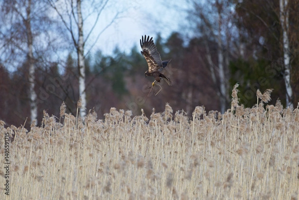Fototapeta Female western marsh harrier landing to a nest behind reeds and carrying nest material at noon on an overcast spring day in Western Finland.