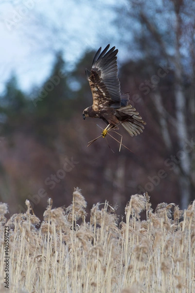 Fototapeta Female western marsh harrier landing to a nest behind reeds and carrying nest material at noon on an overcast spring day in Western Finland.