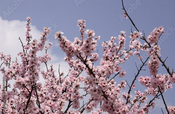 Fototapeta Mandelblüten