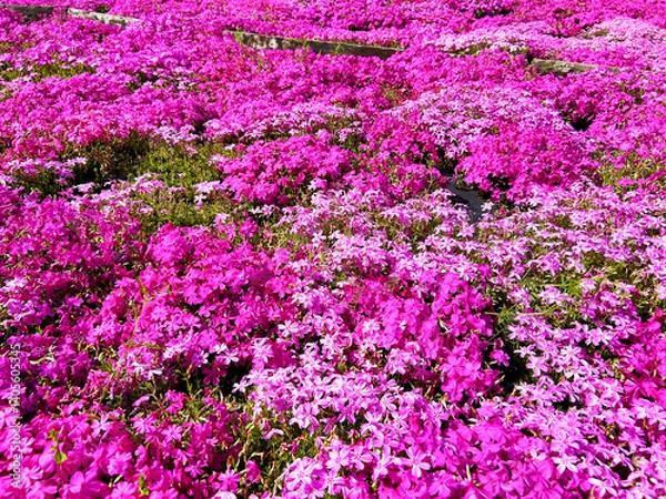 Obraz 公園の花壇一面に咲くシバザクラ