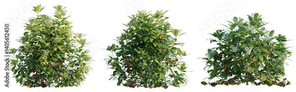 Fototapeta Choisya ternata Moonsleeper tree cutout png transparent background isolate