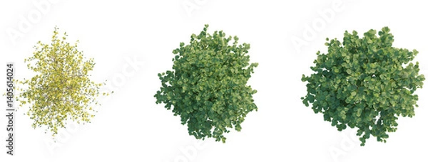 Obraz Forsythia x intermedia Golden Bells tree plan top view 4k png transparent cutout isolate background