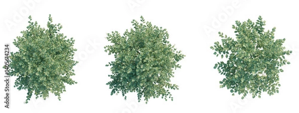 Obraz Sambucus nigratree plan top view 4k png transparent cutout