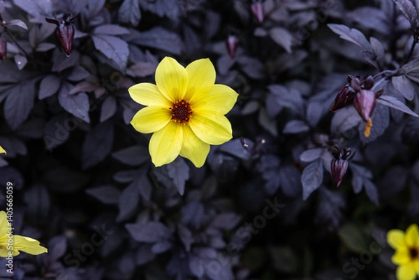 Obraz Yellow Dahlia’ Single flower lemon yellow flowers with purple black foliage