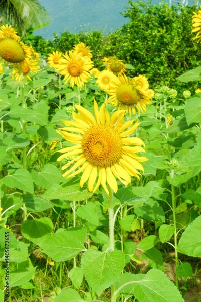 Fototapeta Pathway with Sunflower blooming in the field,closeup sunflower in full bloom,creating a natural abstract background in Summer time,Field of sunflowers,warm light of the setting sun..