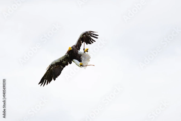 Obraz pigargo de steller