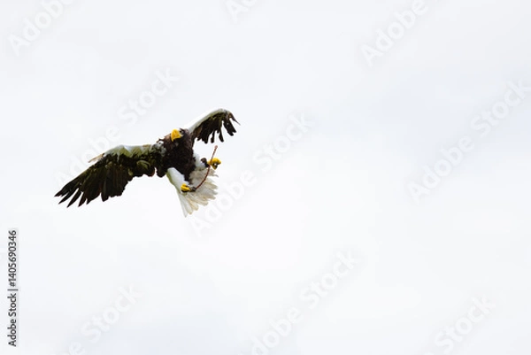 Obraz eagle in flight