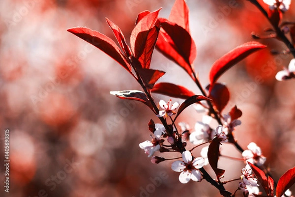 Fototapeta red leave and white flowers