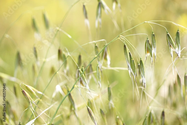 Fototapeta カラスムギ