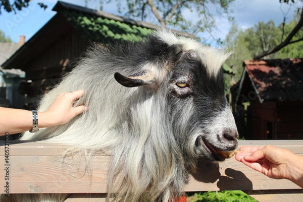 Obraz Girls stroking a gray goat on a summer day close-up