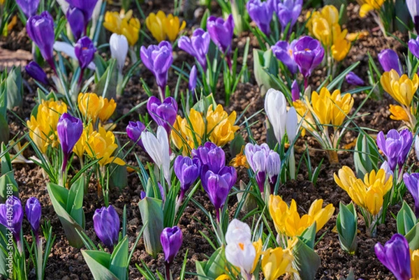 Fototapeta crocus mixed in flower bed