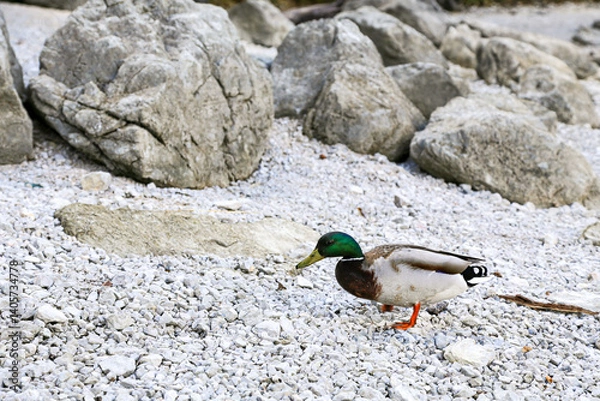Obraz A duck is walking on a rocky beach