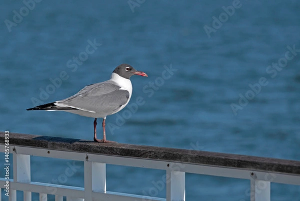 Fototapeta Adult, breeding Laughing Gull, with black cap and red beak, perched on pier railing.