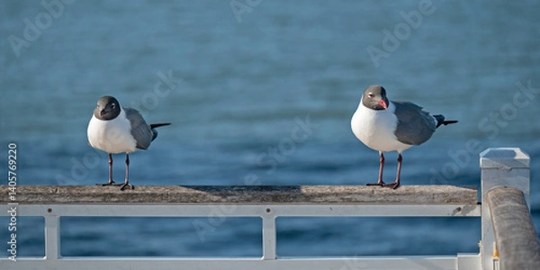 Fototapeta Two adult Laughing Gulls perched on pier railing, with water in the background.