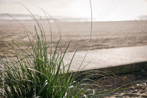 Obraz grass on the beach