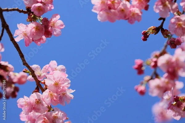 Obraz 春の日差しを浴びて咲くピンクの陽光桜　青空背景