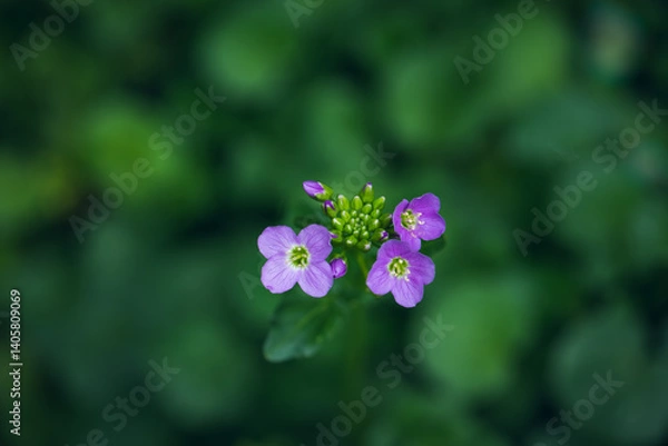 Fototapeta Wildflower cuckoo flower or cardamine pratensis view from above