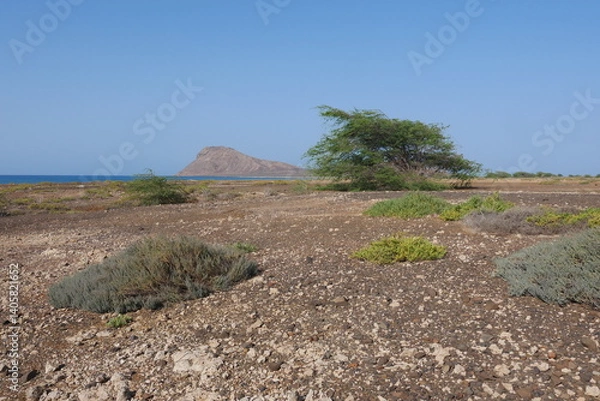 Fototapeta Halbwüste mit Akazien und Monte Leão Insel Sal Kapverden