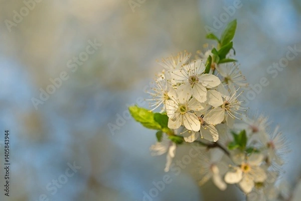 Obraz withe flowering bush in spring