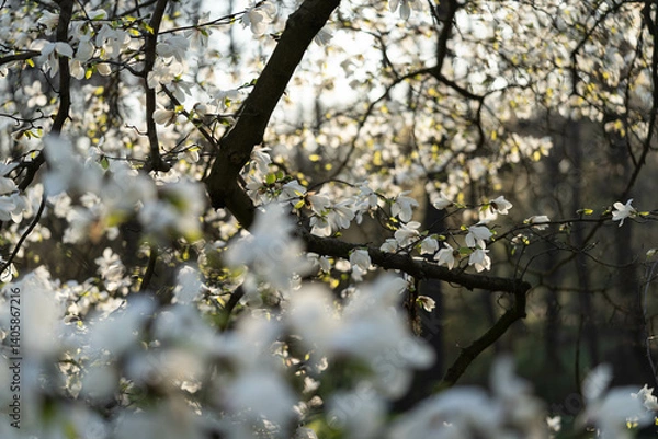 Fototapeta Large white magnolia flowers that filled the entire branch
