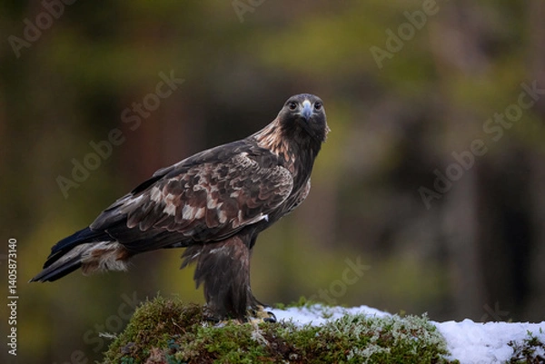 Obraz Golden eagle in the forest scenery