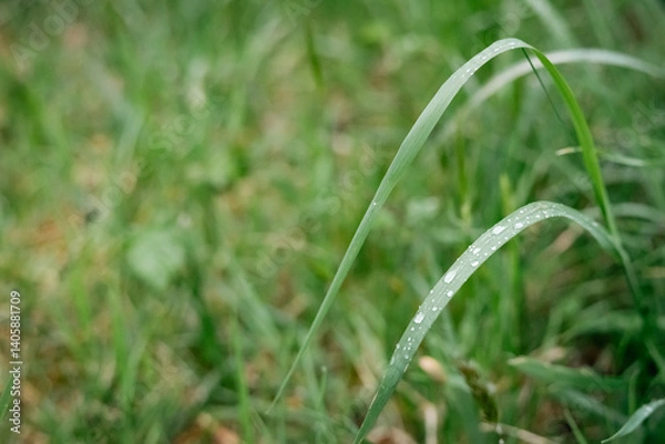 Obraz Grass after the rain