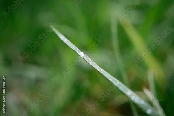 Obraz A blade of grass after rain.