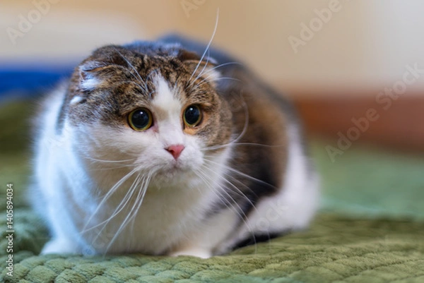Fototapeta Close-up of wide-eyed Scottish Fold cat. Adorable Scottish Fold cat with round eyes and folded ears resting on a green blanket, looking alert and curious indoors.