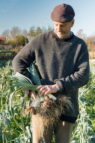 Fototapeta Farmer Clutching Bundle of Leeks in Farm
