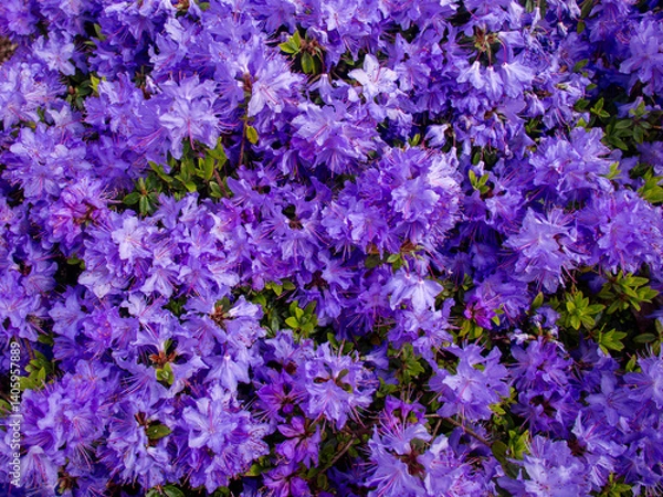 Obraz Purple azalea blooming in spring