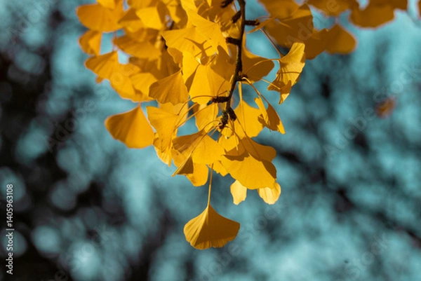 Fototapeta Golden Ginkgo Leaves Against a Blurred Bokeh Background in Autumn