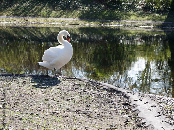 Fototapeta Weißer Schwan an einem See.