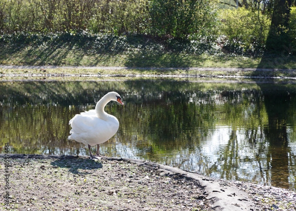 Fototapeta Weißer Schwan an einem See.