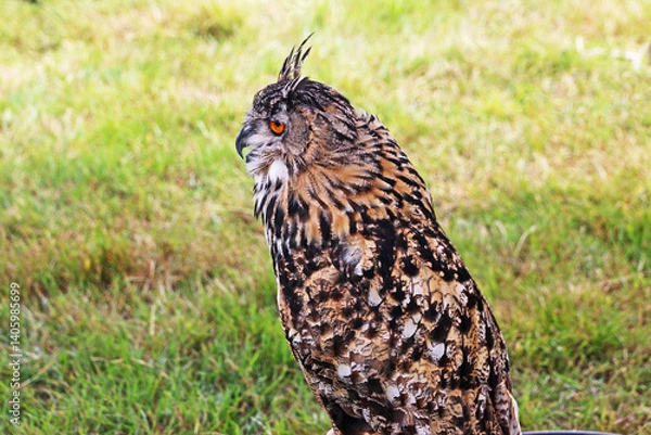 Obraz Eagle owl in a field