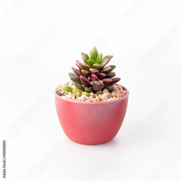 Obraz Cactus Isolate on white background