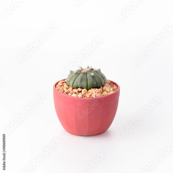 Obraz Cactus Isolate on white background