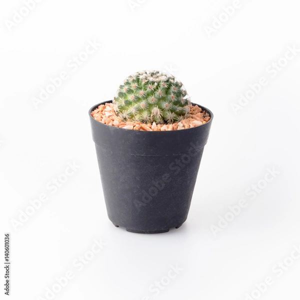 Obraz Cactus Isolate on white background