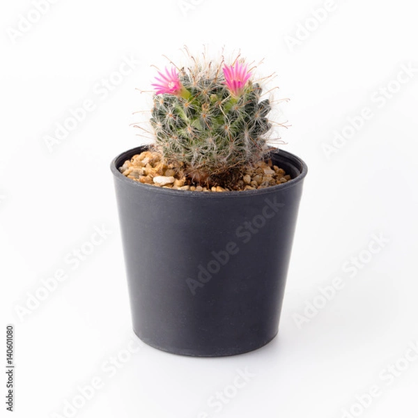 Obraz Cactus Isolate on white background