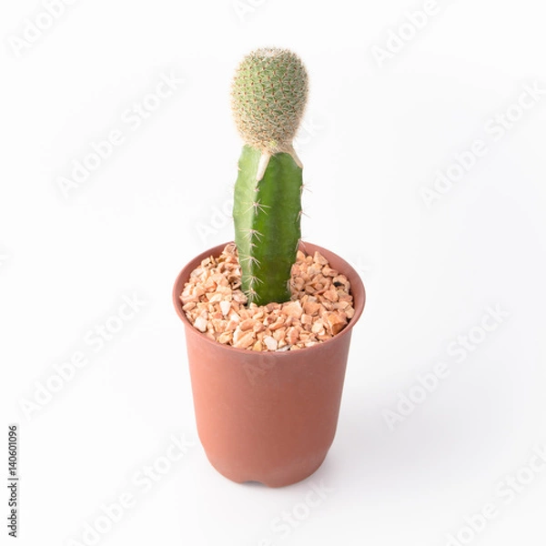 Obraz Cactus Isolate on white background
